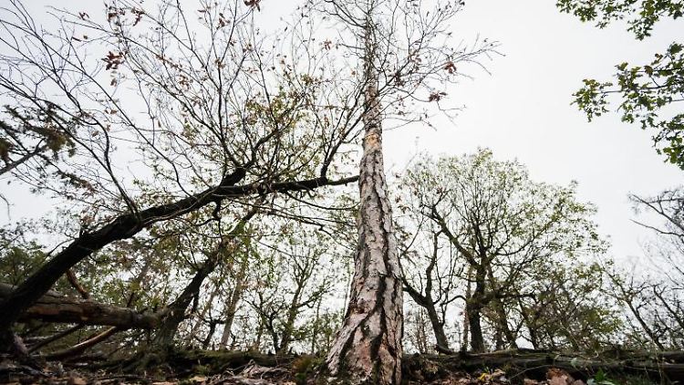Die Intensität von Waldbränden könnte sich durch eine zu hohe Aufforstung drastisch erhöhen, heißt es in dem Bericht.