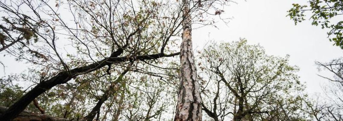Auswirkung Klimawandel auf den Wald: Stark geschädigte Bäume ragen in den Himmel. Foto: Andreas Arnold/dpa