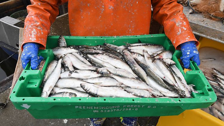 Die Ausbeute frischer Heringe wird für deutsche Ostsee-Fischer im kommenden Jahr deutlich geringer ausfallen.