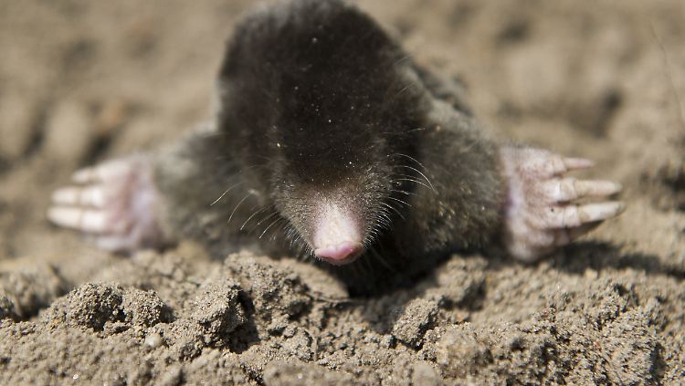 Ob die Maulwürfe jetzt weg sind?