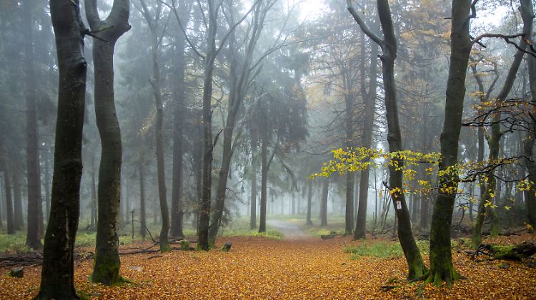 Es wird in den kommenden Tagen rundum herbstlich.