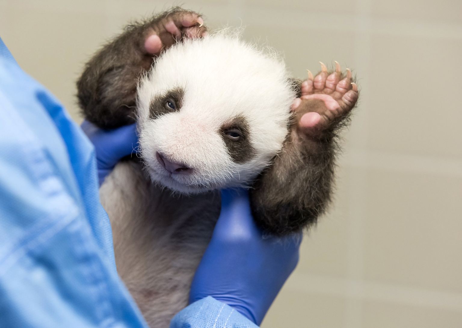 Lange mussten die Bewunderer der Panda-Babys darauf warten. Nämlich genau ...