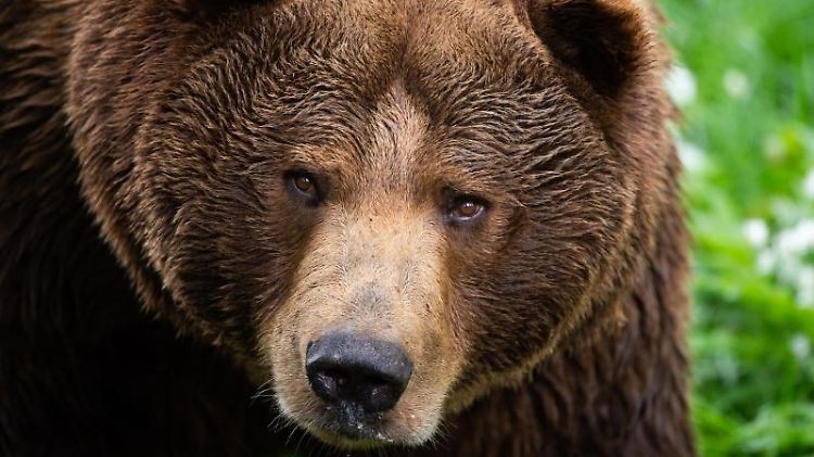Ein Braunbär. Foto: Christophe Gateau/dpa/Archivbild