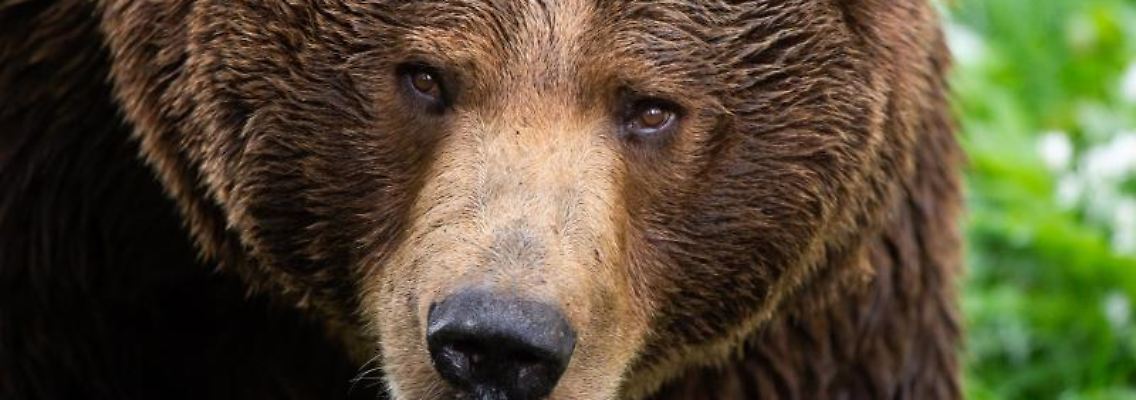 So nah wird man einem Bären in deutschen Wäldern wohl kaum kommen.