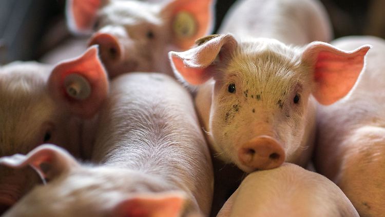Die deutsche Schweinezucht schrumpft und konzentriert sich immer mehr auf große Höfe.