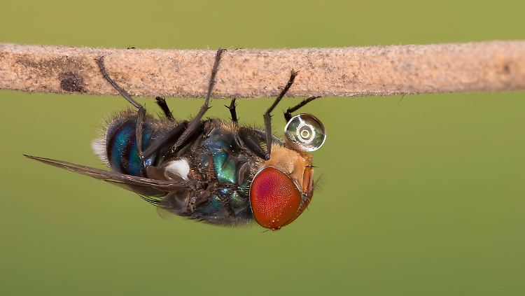 Die Fähigkeit kopfüber zu landen, brauchen die Fliegen immer wieder.