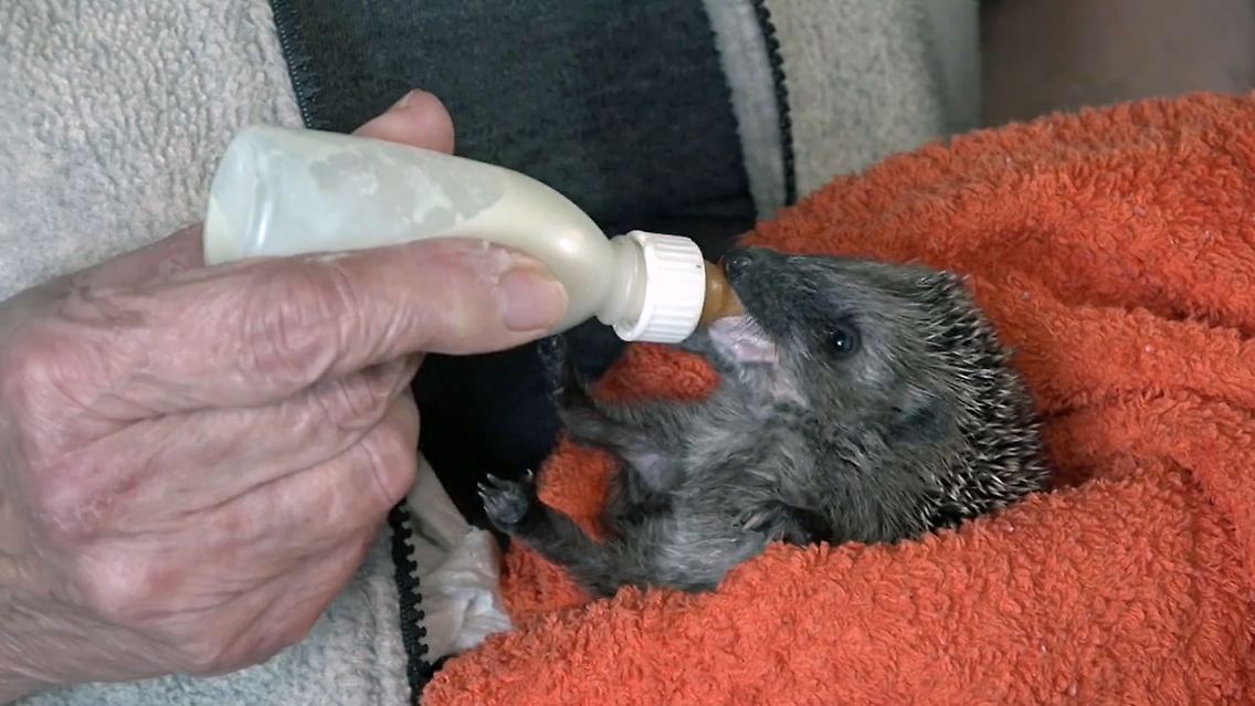 Igel.jpg