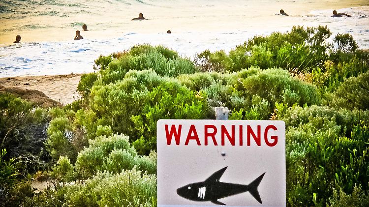 In der Gegend der Whitsunday Islands kommt es immer wieder zu Hai-Attacken.