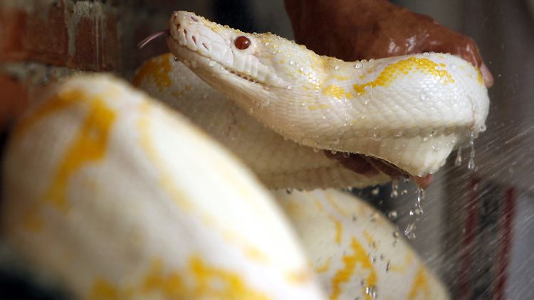 Die Albino-Python gehört zu den fünf größten Schlangenarten der Welt.