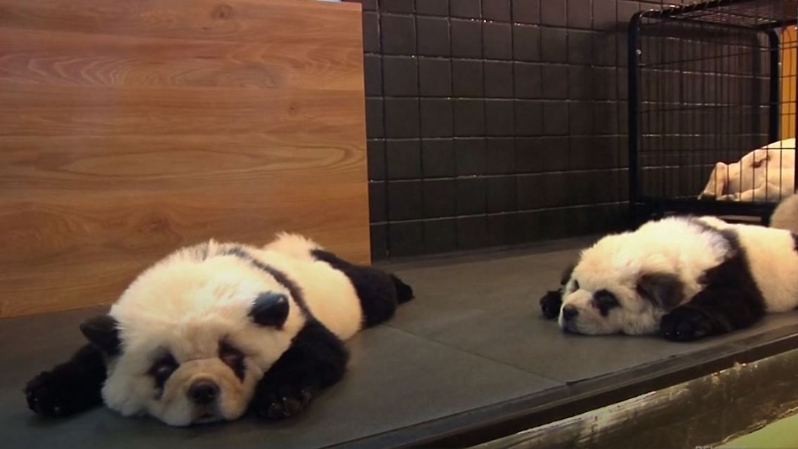 pandas 2.JPG
