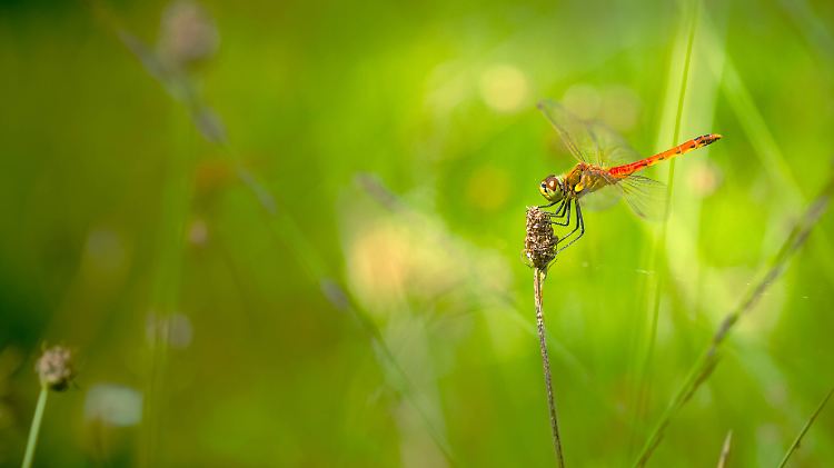 In den Graslandschaften brach die Gesamtmasse an Krabbeltieren um zwei Drittel ein.