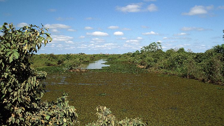 Das Pantanal ist das größte Binnenland-Feuchtgebiet der Erde. Nun belegen Satellitenbilder, dass hier tausende Brände wüten.