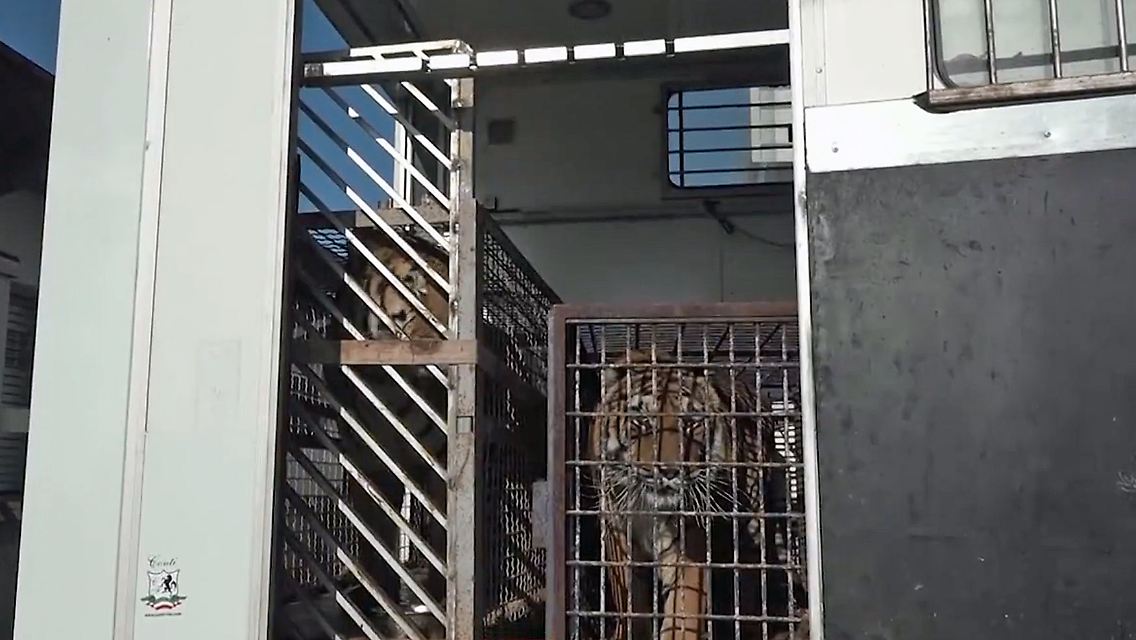 Tiger.jpg