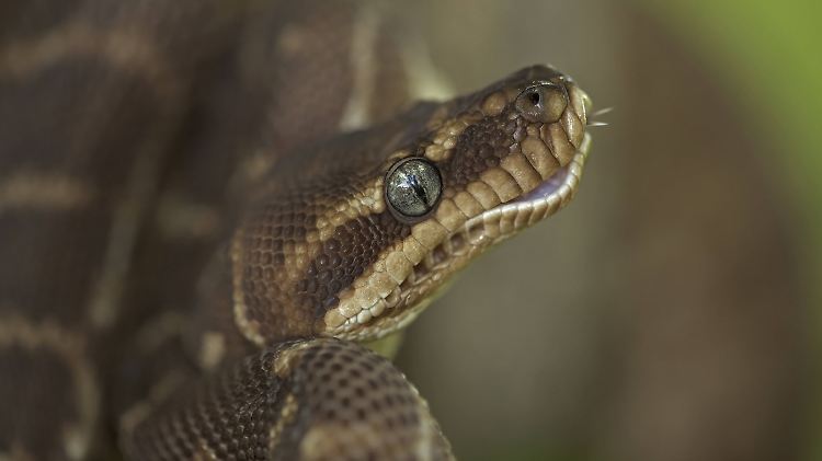 Der Python war noch um den Hals seines Opfers gewickelt, als die 36-Jährige gefunden wurde. (Symbolbild)