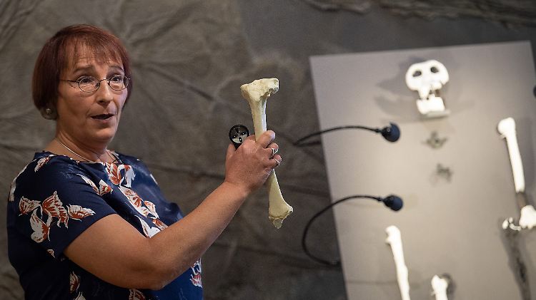 Madelaine Böhme neben Knochen der bisher unbekannten Primatenart Danuvius guggenmosi.