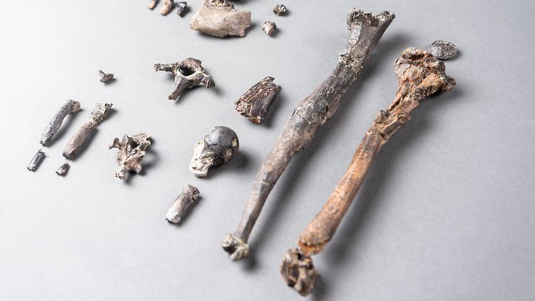 Die 21 Knochen des am besten erhaltenen Teilskeletts eines männlichen Danuvius guggenmosi.