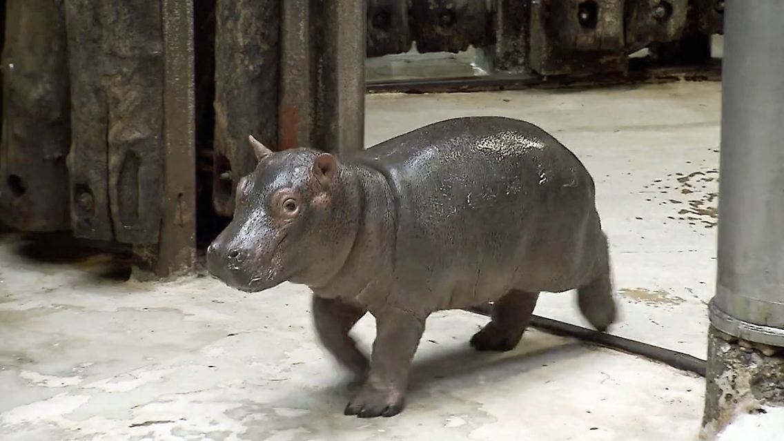 hippo halloween.jpg
