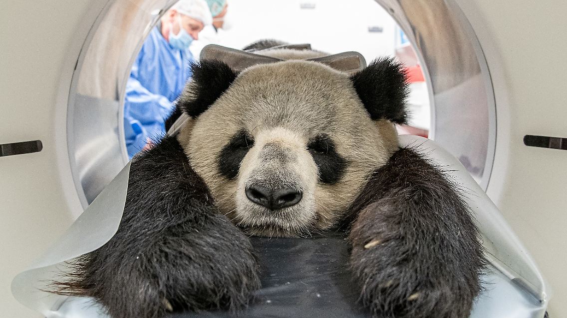 Der Vater des Pandanachwuches musste untersucht werden.
