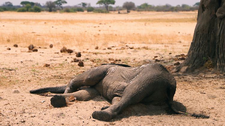 Kadaver eines toten Elefanten im Hwange-Nationalpark (Bild vom 10. November 2019).