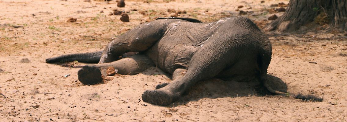 elefant.jpg