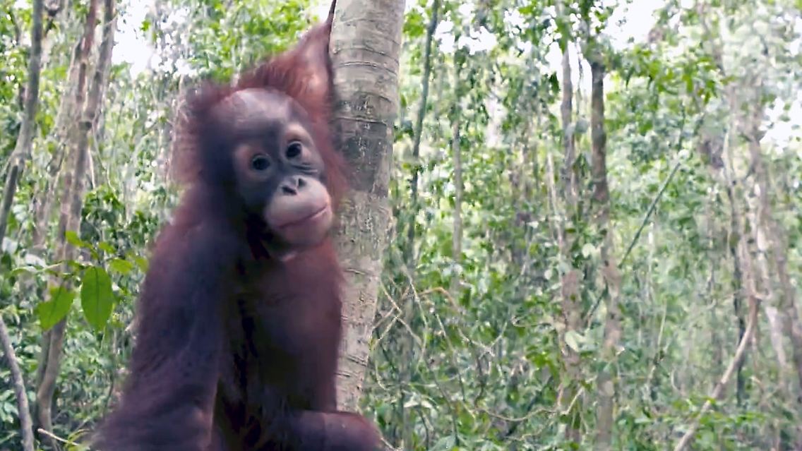 OrangUtan.jpg