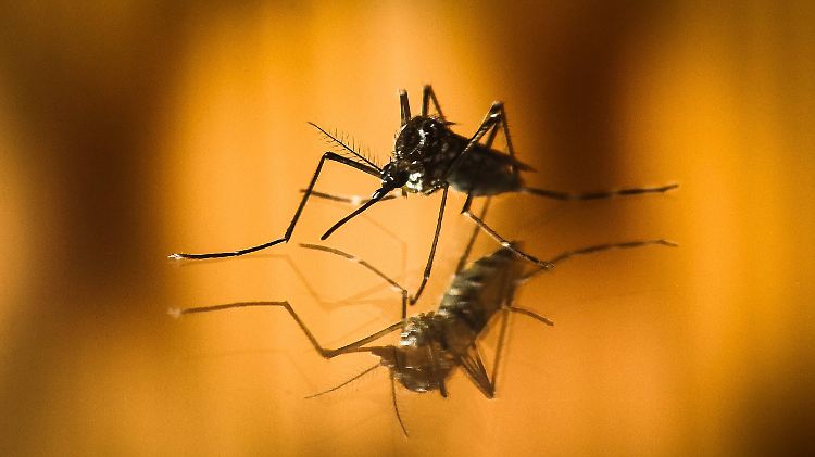 Die Stechmücke Aedes aegypti zählt zu den gefährlichsten Tieren der Welt.