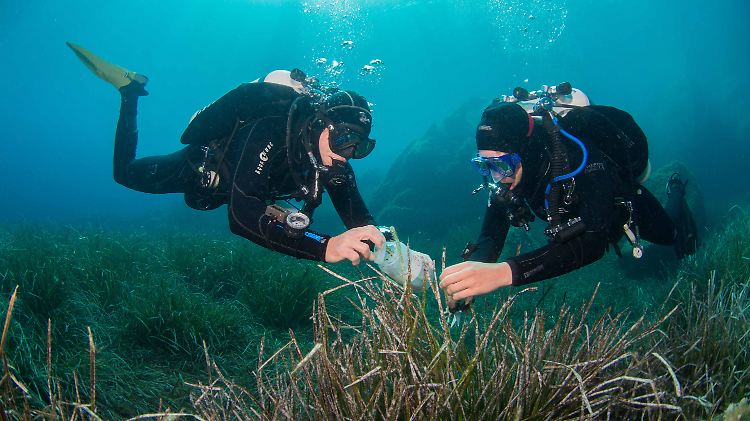 Taucher sammeln Blätter des Neptungrases (Posidonia oceanica) in der Bucht von Calvi auf Korsika.