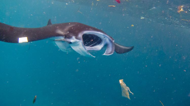 Ein Mantarochen schwimmt mit geöffnetem Maul unter Plastikmüll hindurch.