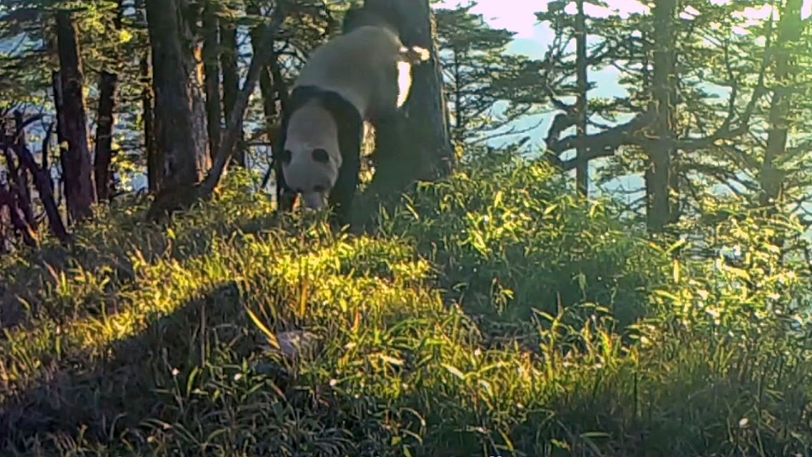 PinkelPandas.jpg