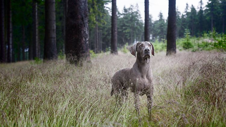 Die Jagdgesellschaft weist die Vorwürfe zurück. Das Verhalten ihrer Hunde wäre ein anderes.