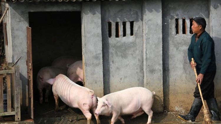 Die Schweinepest hat große Auswirkungen auf die Inflation im Land.