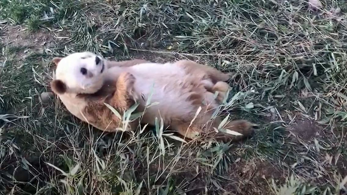 baruner panda.jpg