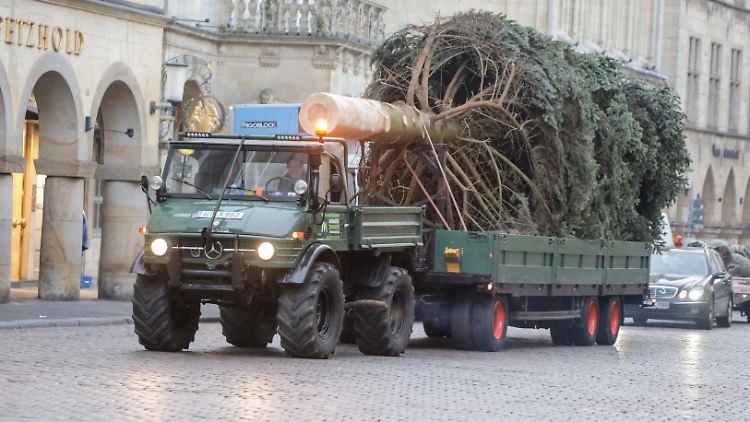 Dieser Weihnachtsbaum soll auf den Prinzipalmarkt der Stadt Münster.
