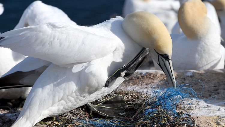 Ein Basstölpel auf Helgoland verbaut Plastikreste in einem Nest.