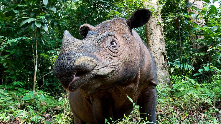 Das Sumatra-Nashorn ist das einzige asiatische Nashorn mit zwei Hörnern.