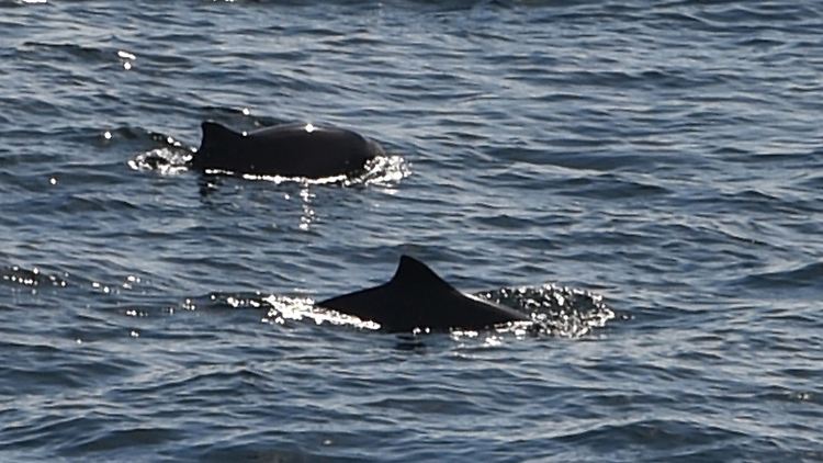 Schweinswale stehen unter Naturschutz und leben unter anderem in der Ostsee.