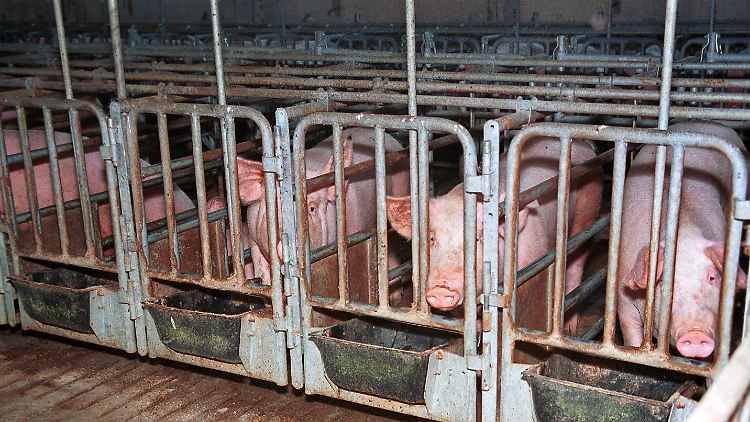 Unter der Haltung in Kastenständen leiden Schweine - in der Massentierhaltung werden sie aber noch oft eingesetzt.