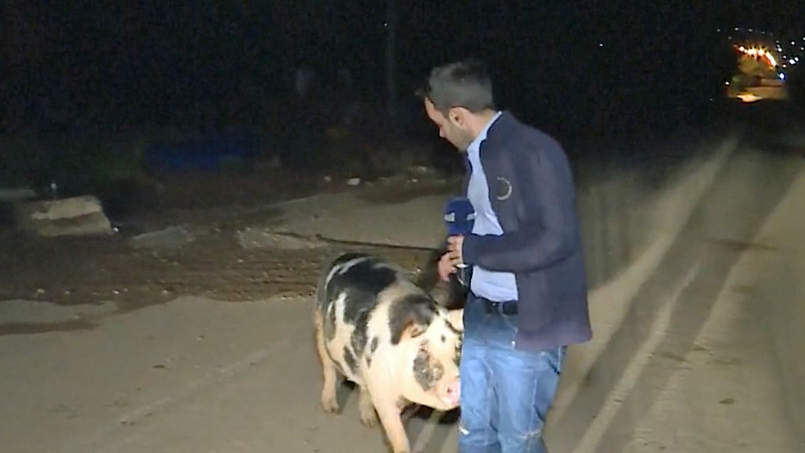 schwein reporter.jpg