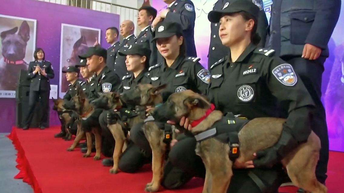 KlonhundeChina.jpg