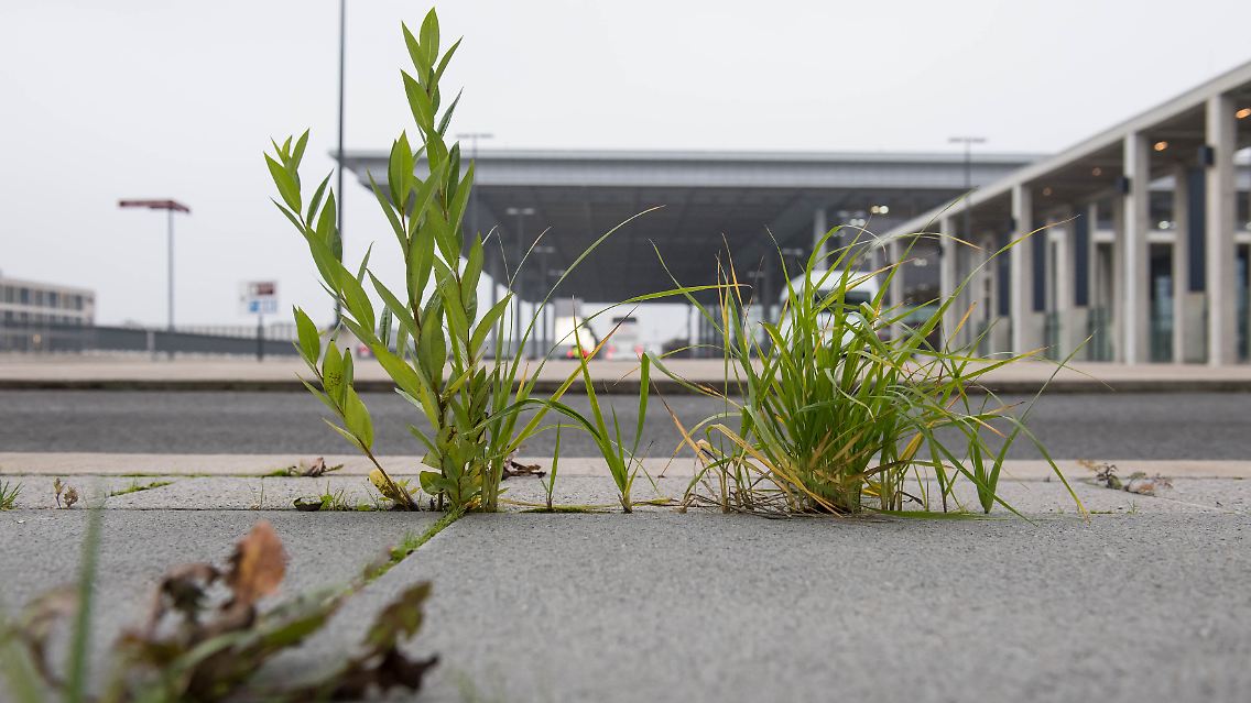 Unkraut wuchert am BER, dem Hauptstadtflughafen.