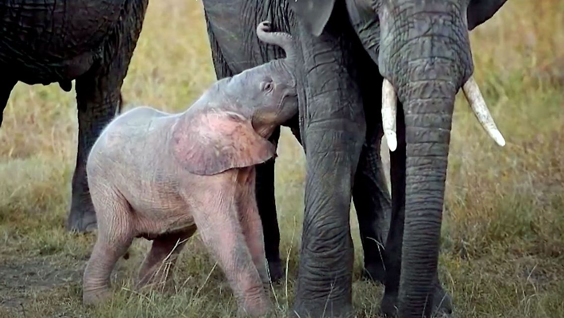 PinkElephant.jpg
