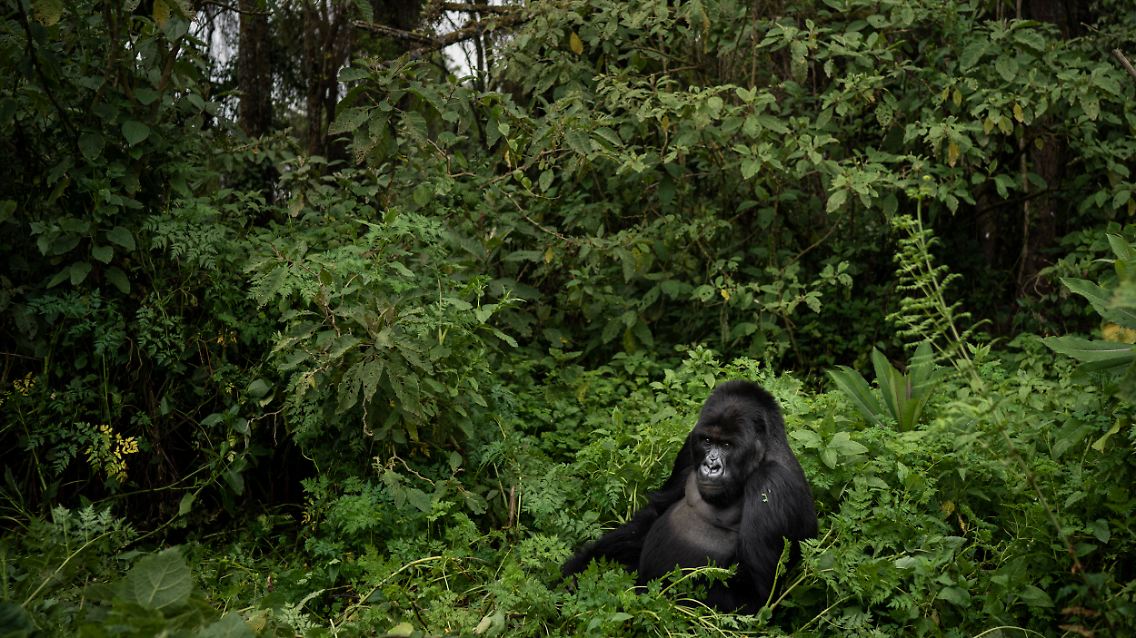 Tief im Regenwald des Volcanoes National Park in Ruanda lebt eine Gruppe von Berggorillas.
