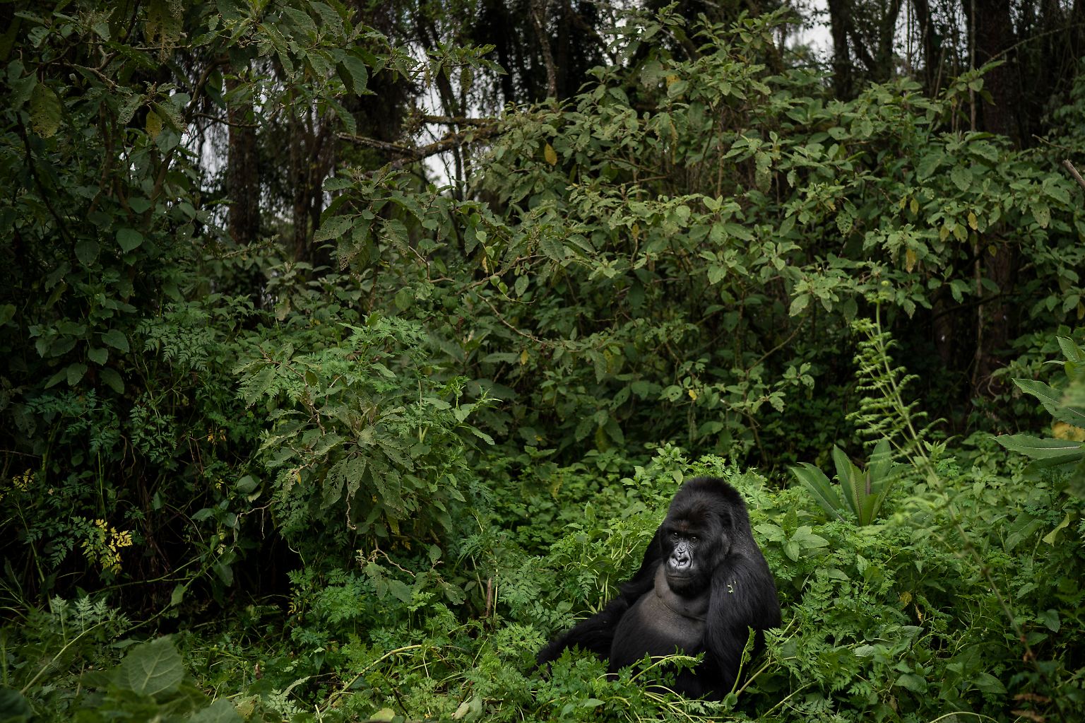 Tief im Regenwald des Volcanoes-Nationalparks in Ruanda lebt eine Gruppe von Berggorillas.  