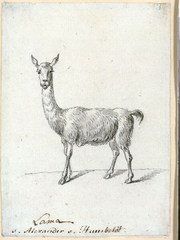 Dieses Lama stammt vermutlich aus der Hand von Alexander von Humboldt.
