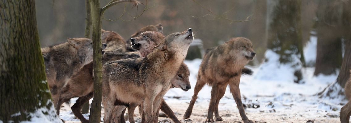 Die meisten Wolfsverbände, nämlich 41, leben in Brandenburg.