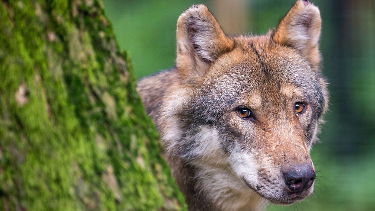 Wölfe sehen ja eigentlich ganz süß aus - für Bauern sind sie jedoch ein Ärgernis.