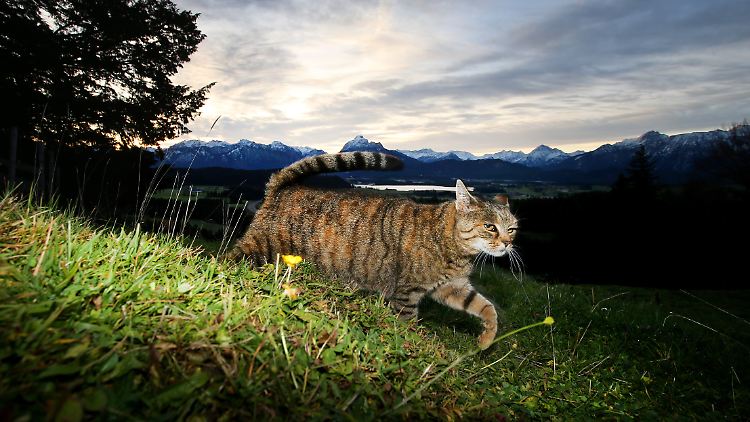 Allein die Gegenwart einer Katze kann den Bruterfolg von Amseln und Rauchschwalben vermindern. 