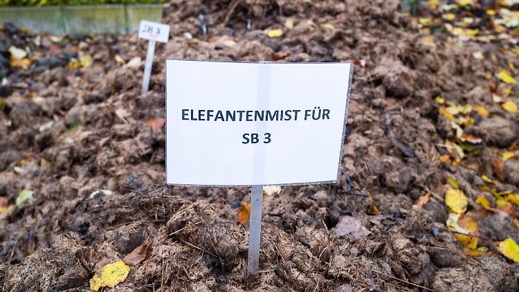 Die Komposterde besteht aus Pflanzenresten und Tierdung, wie zum Beispiel Elefantenmist.
