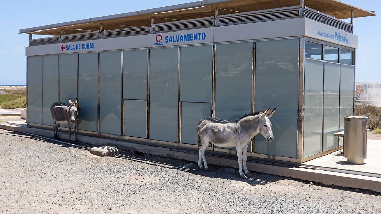 Esel auf der spanischen Insel Fuerteventura: ein klimafreundliches Fortbewegungsmittel. 