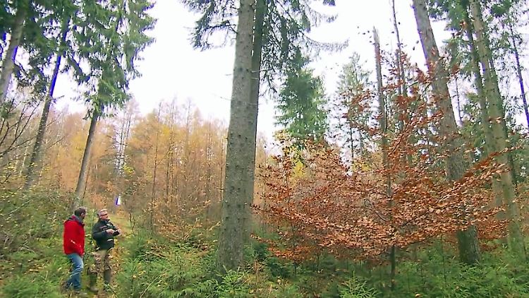 wald-anlage.jpg